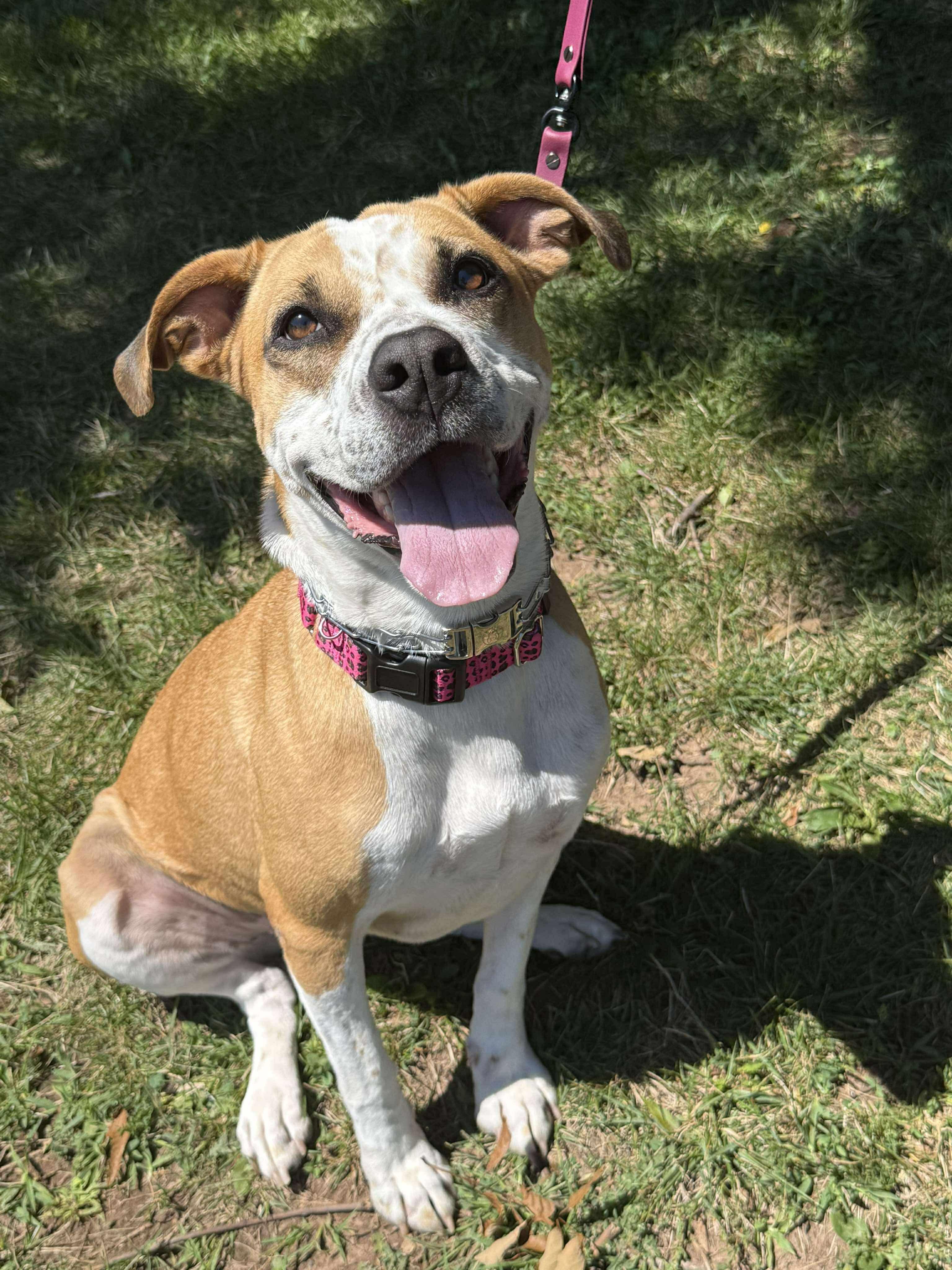 Gemma, Adoptable, Young Female Mixed Breed.