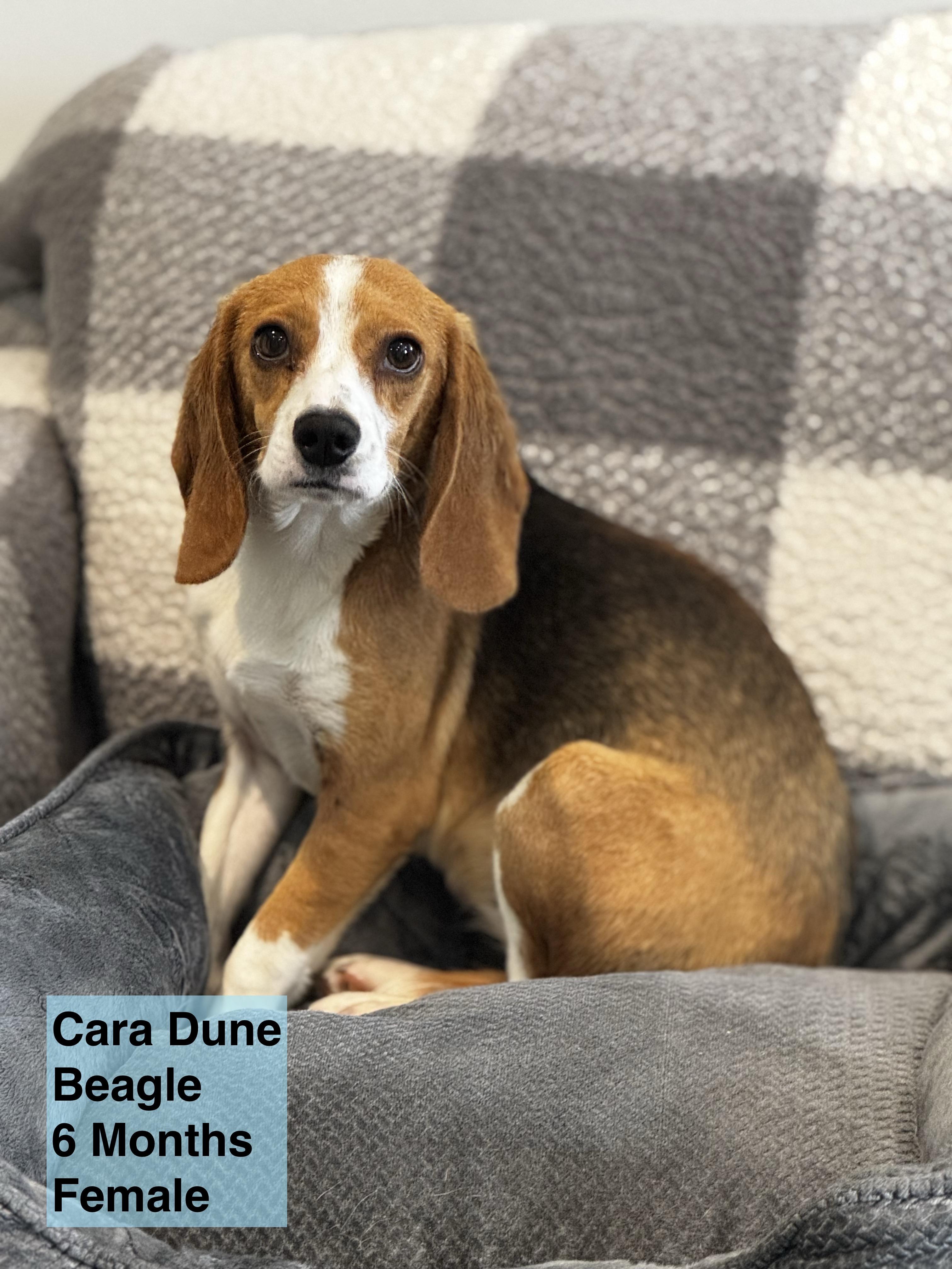 Cara Dune