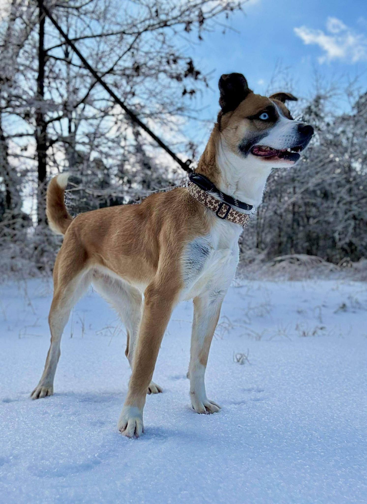 Enlarge MARA, a ADOPTABLE mixed breed in Waverly, TN image 1/3