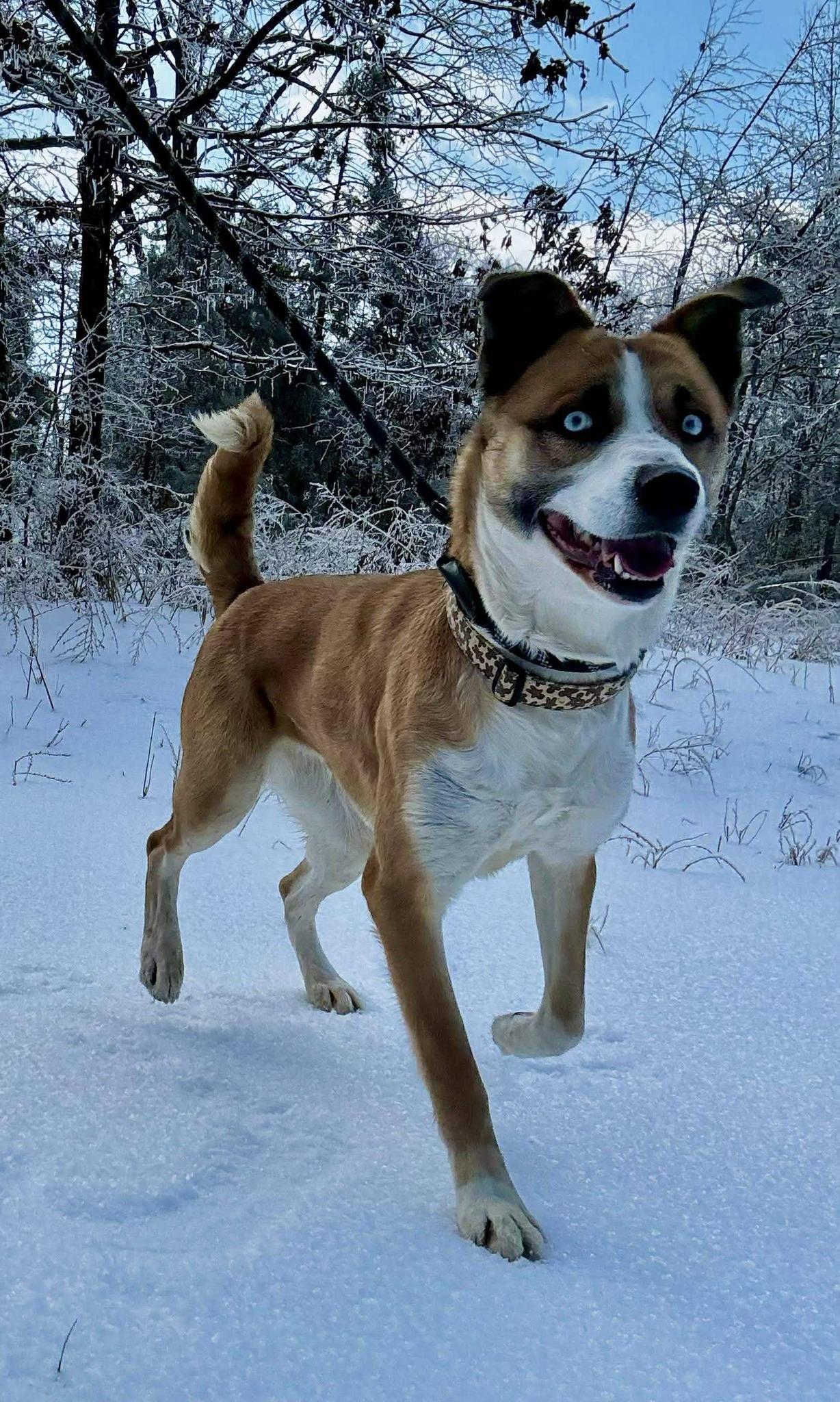 Enlarge MARA, a ADOPTABLE mixed breed in Waverly, TN image 2/3