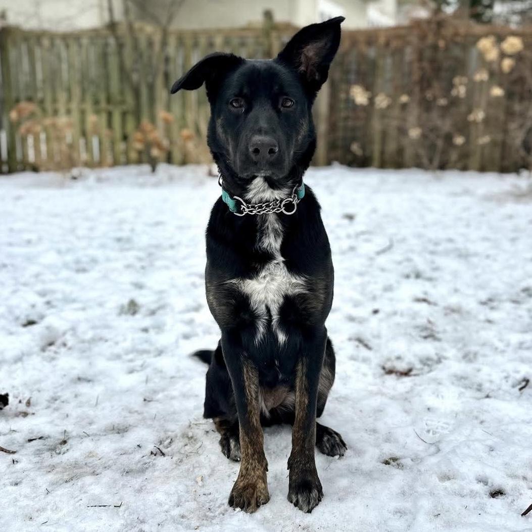 Leia, ADOPTABLE, Young Female German Shepherd Dog & Alaskan Malamute.