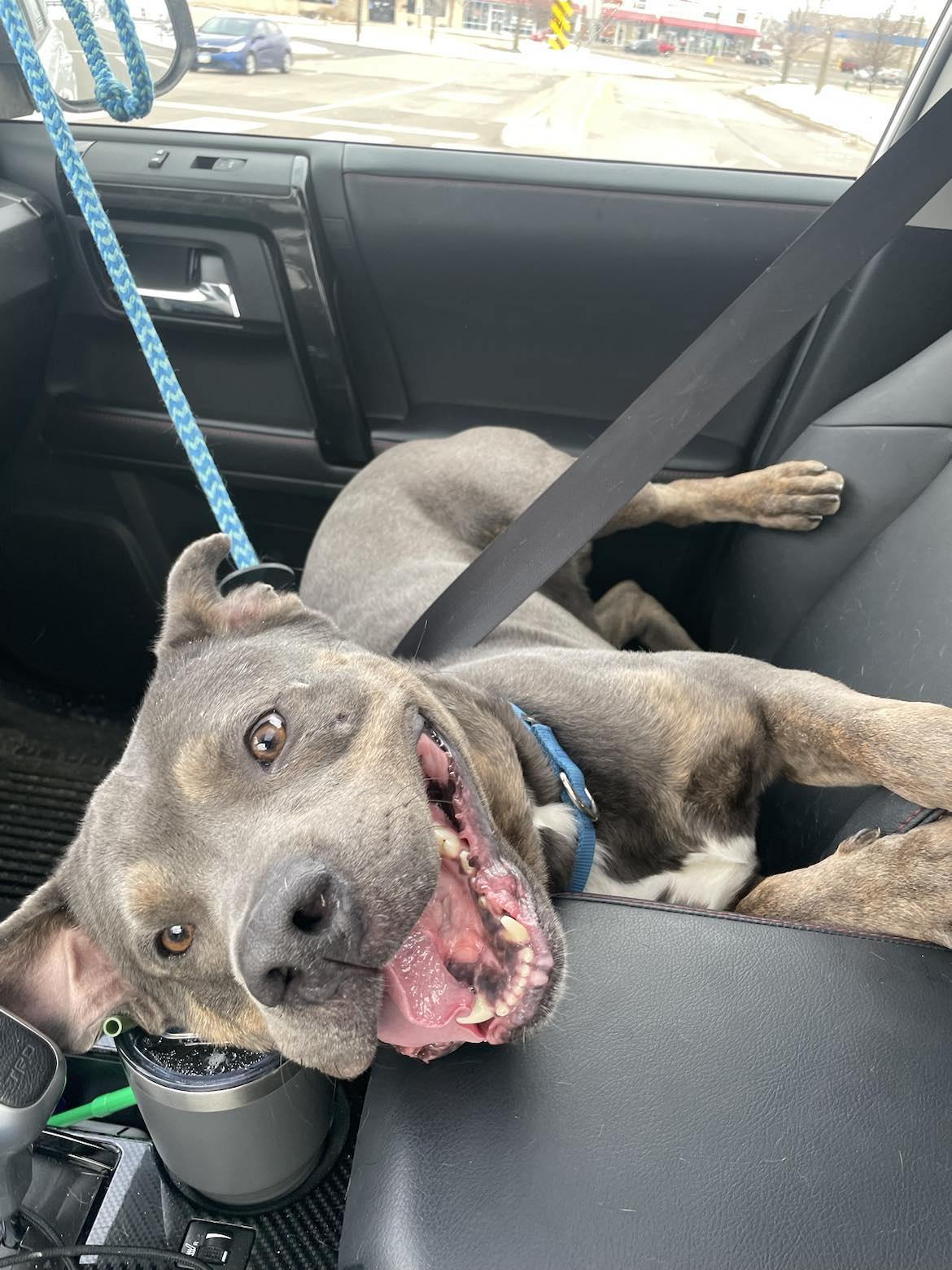 Enlarge Steele, a Adoptable Staffordshire Bull Terrier in Cedar Rapids, IA image 2/6