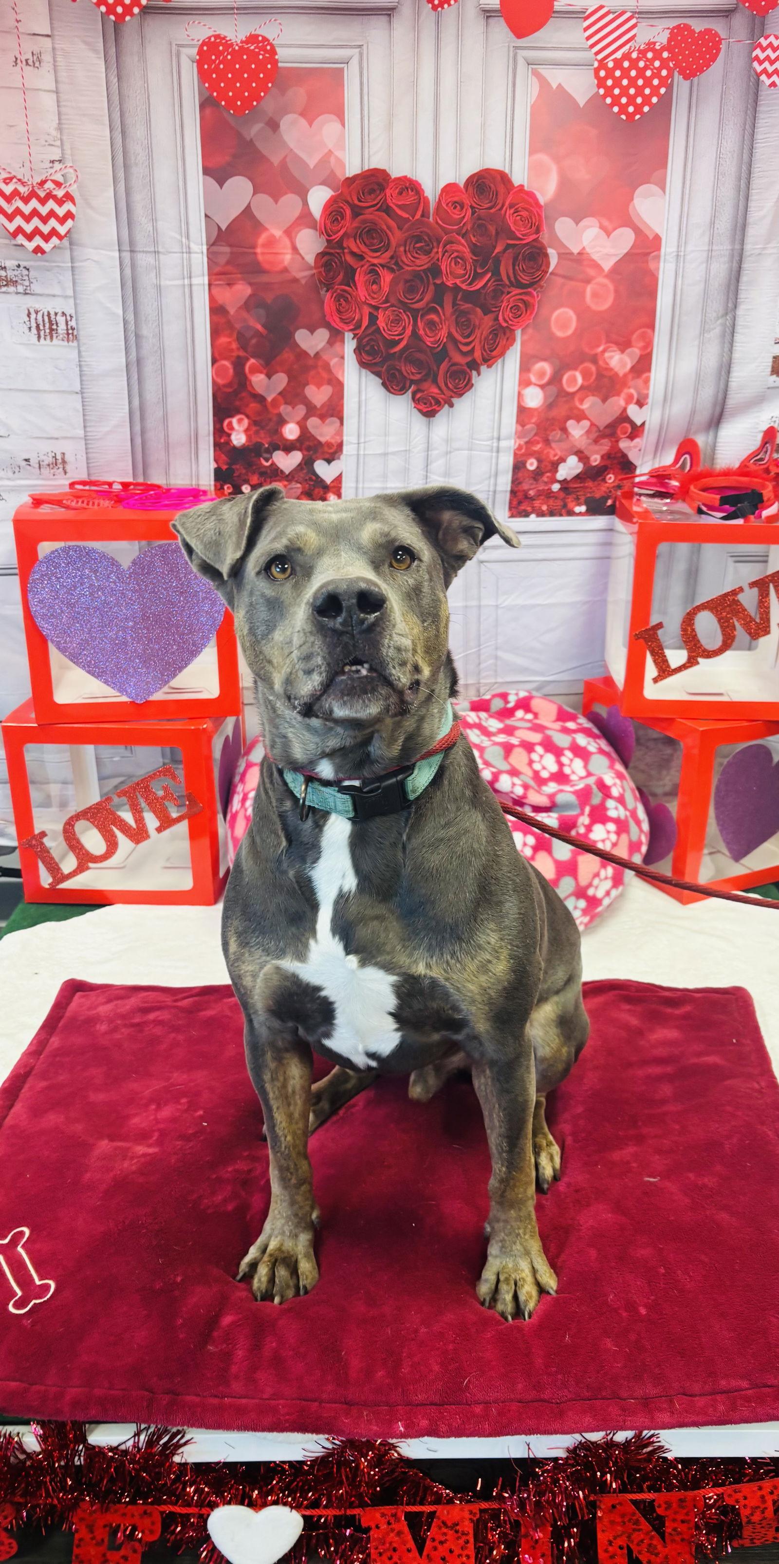 Enlarge Steele, a Adoptable Staffordshire Bull Terrier in Cedar Rapids, IA image 3/3
