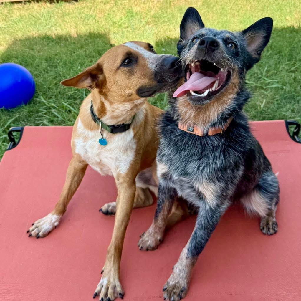 Phoenix, a Adoptable mixed breed in Fort Worth, TX image 1/6