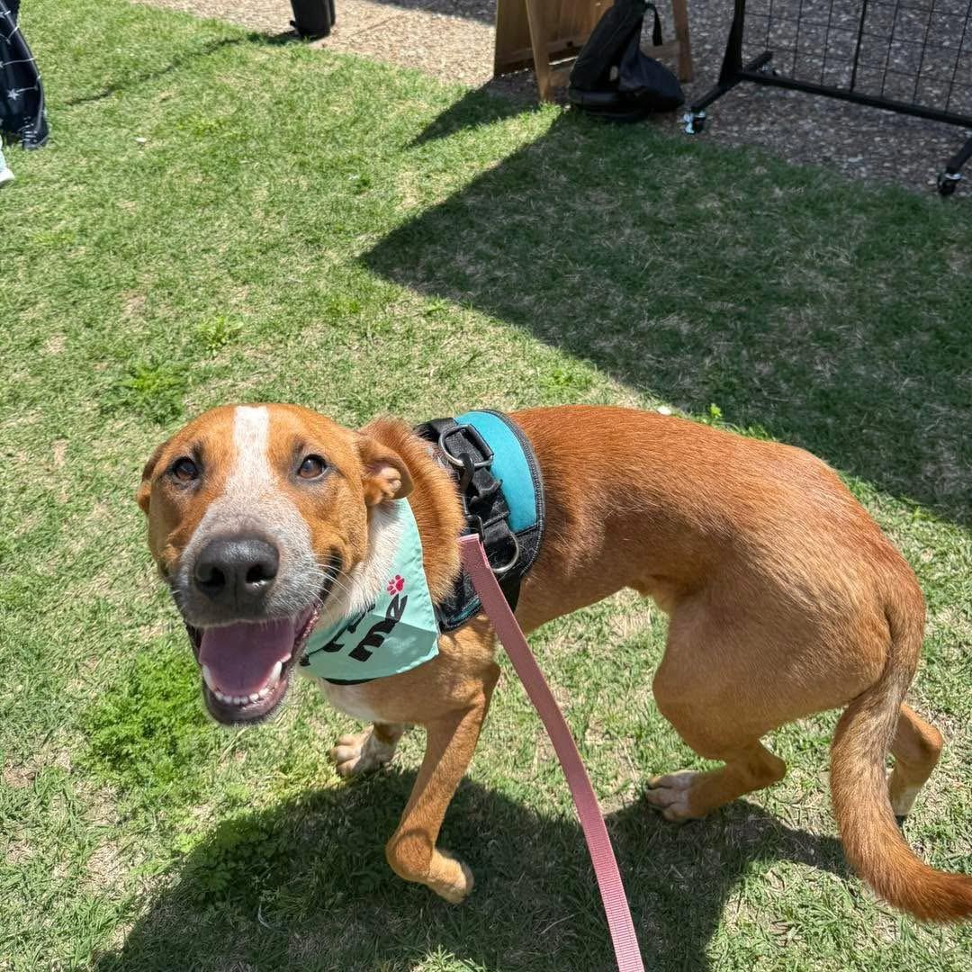 Phoenix, a Adoptable mixed breed in Fort Worth, TX image 2/6