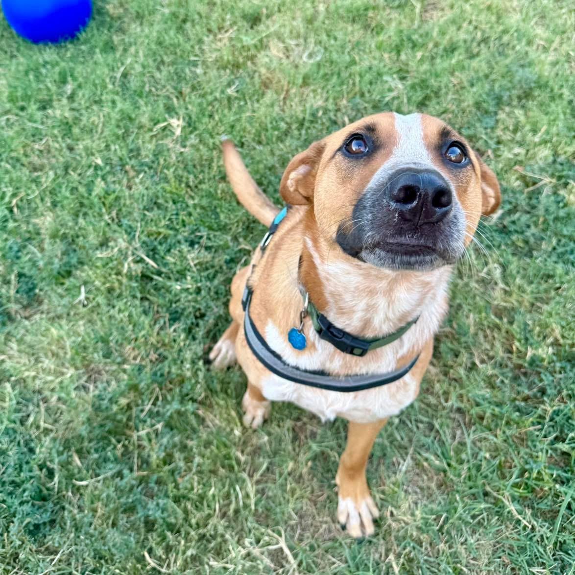 Phoenix, a Adoptable mixed breed in Fort Worth, TX image 3/6