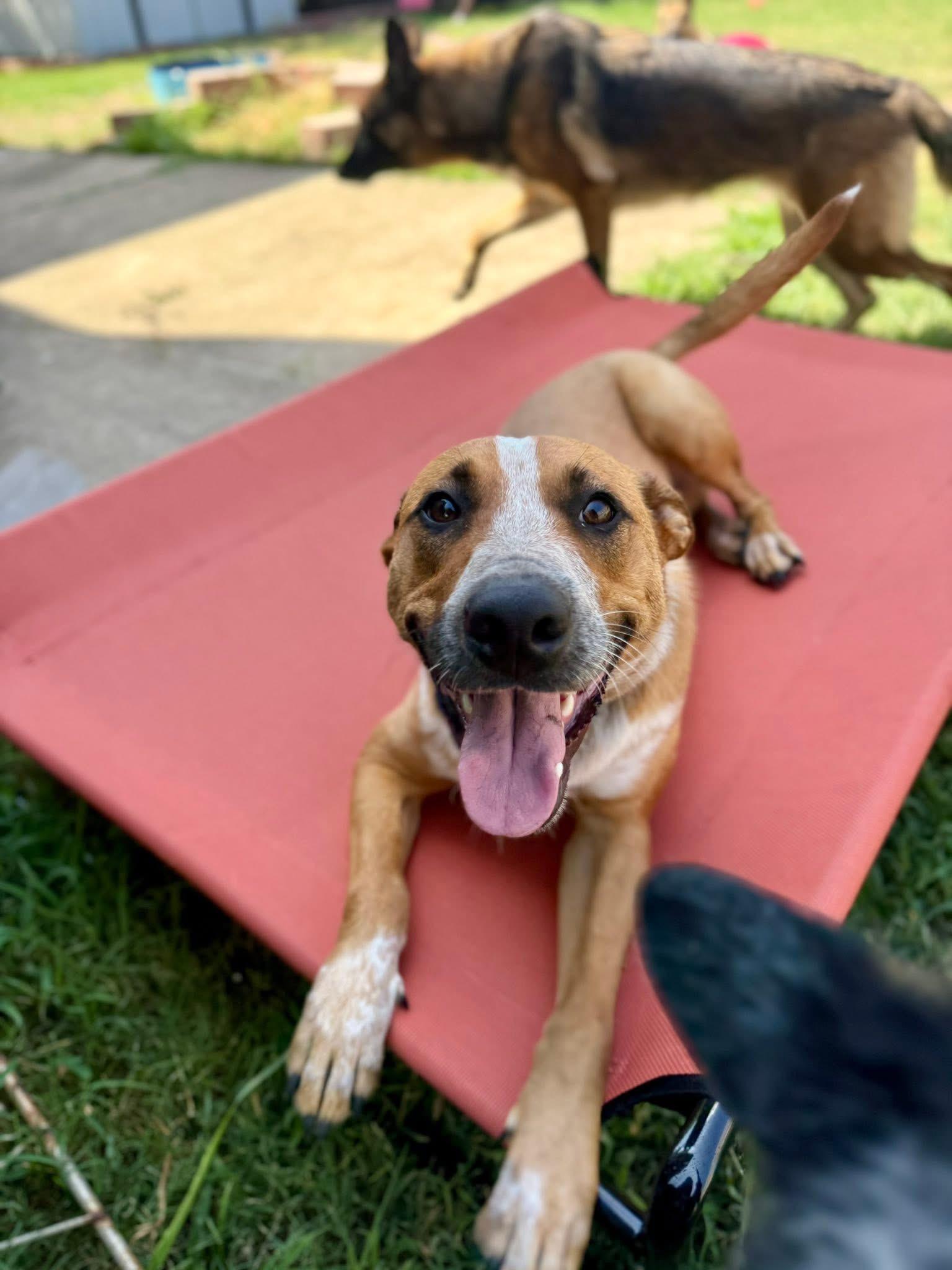 Phoenix, a Adoptable mixed breed in Fort Worth, TX image 4/6