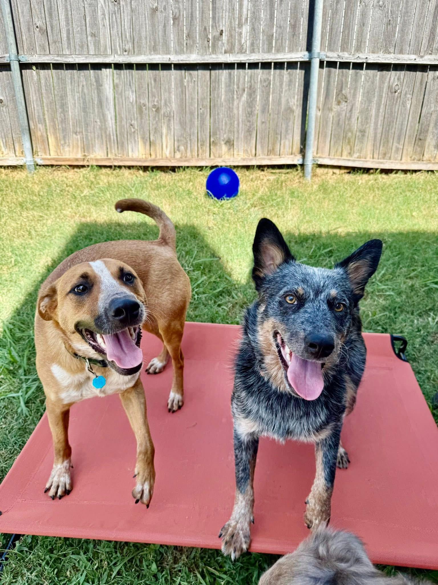 Phoenix, a Adoptable mixed breed in Fort Worth, TX image 5/6