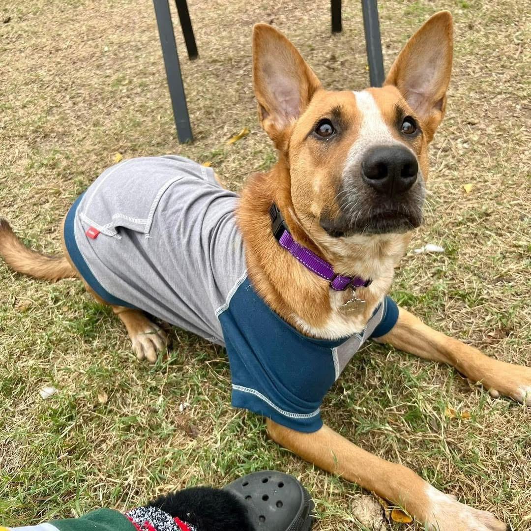 Phoenix, a Adoptable mixed breed in Fort Worth, TX image 6/6