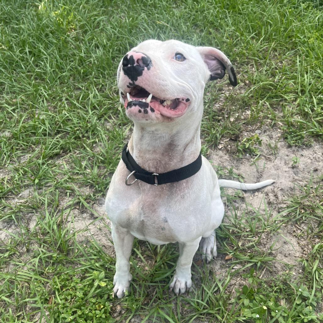 Casper, a Adoptable Mixed Breed in Lake Panasoffkee, FL image 1/4