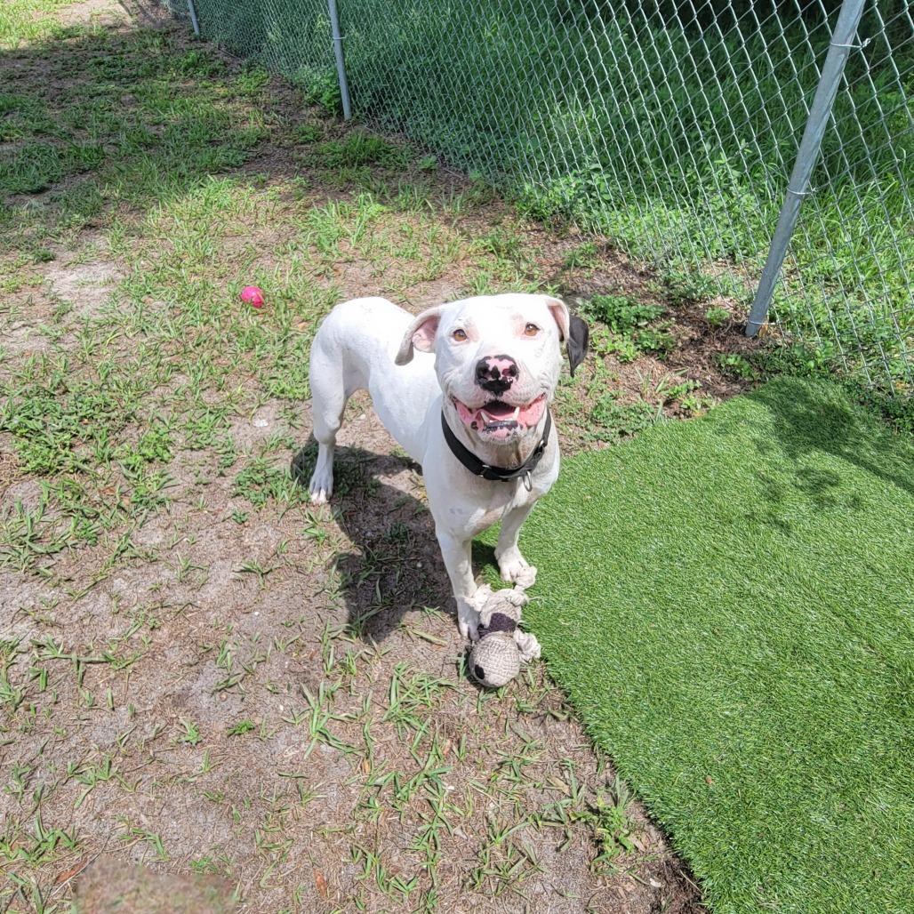 Casper, a Adoptable Mixed Breed in Lake Panasoffkee, FL image 2/4