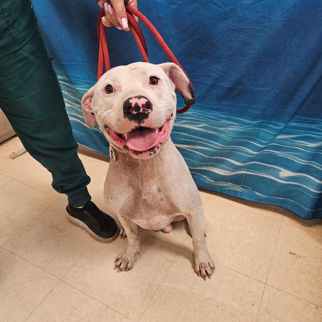 Casper, a Adoptable Mixed Breed in Lake Panasoffkee, FL image 3/4