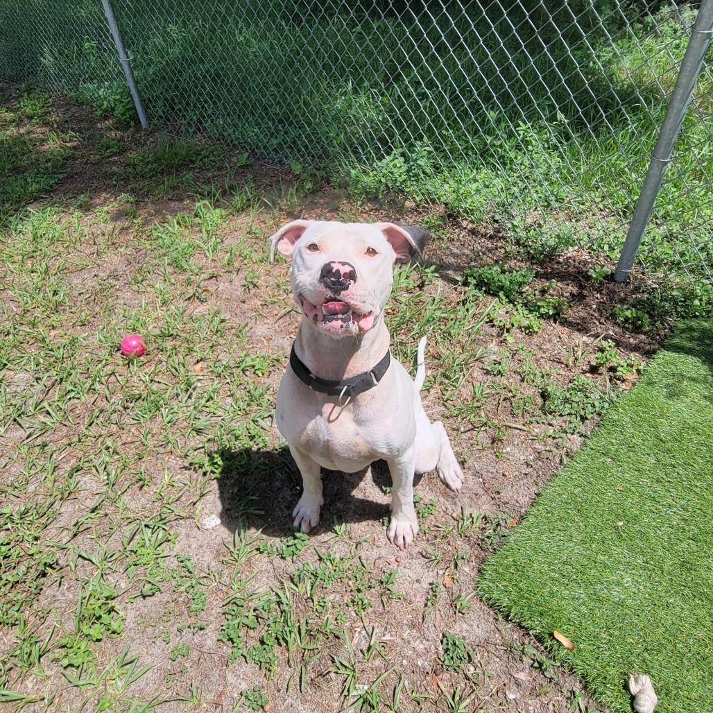 Casper, a Adoptable Mixed Breed in Lake Panasoffkee, FL image 4/4
