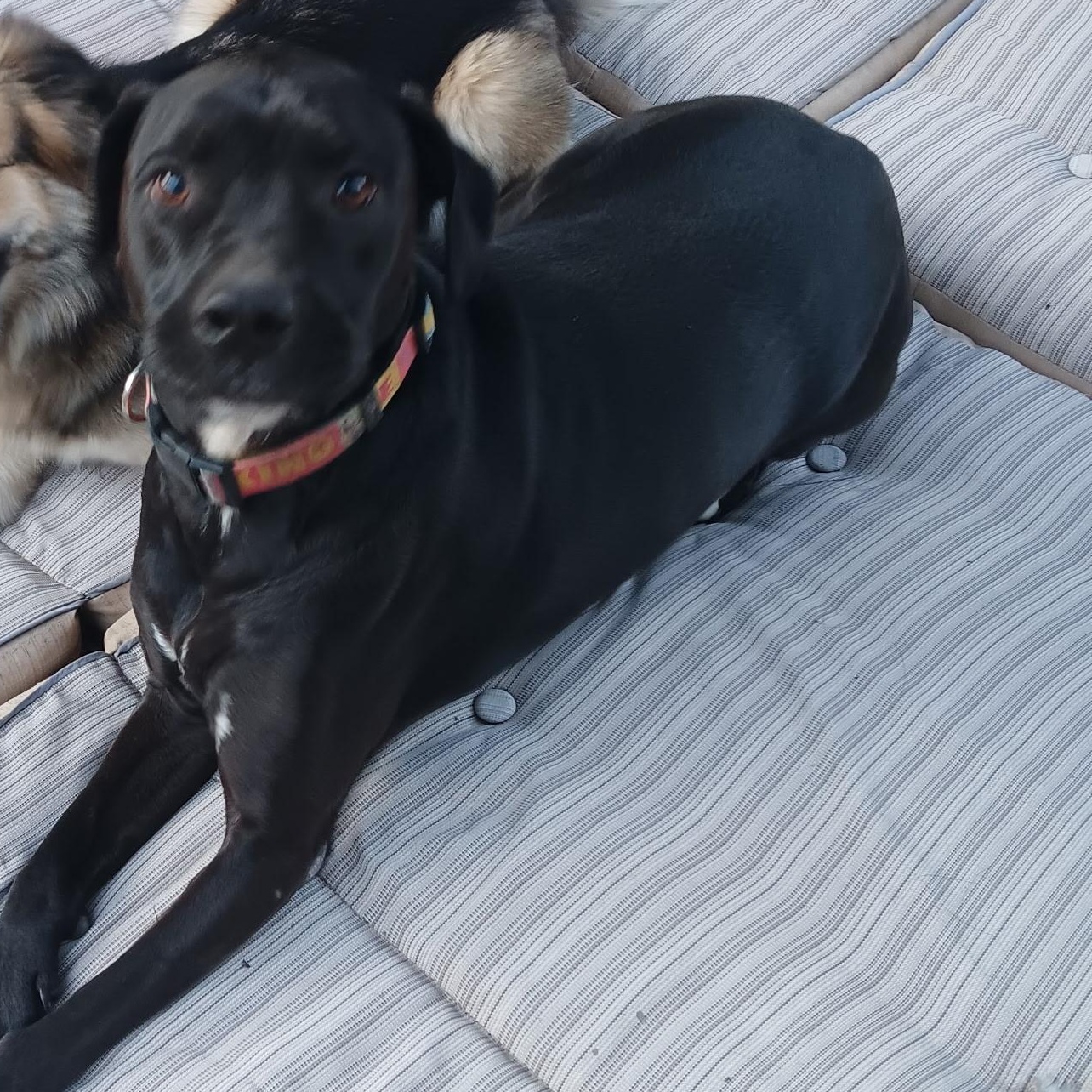 Enlarge Molly, a Adoptable mixed breed in Mauston, WI image 1/2