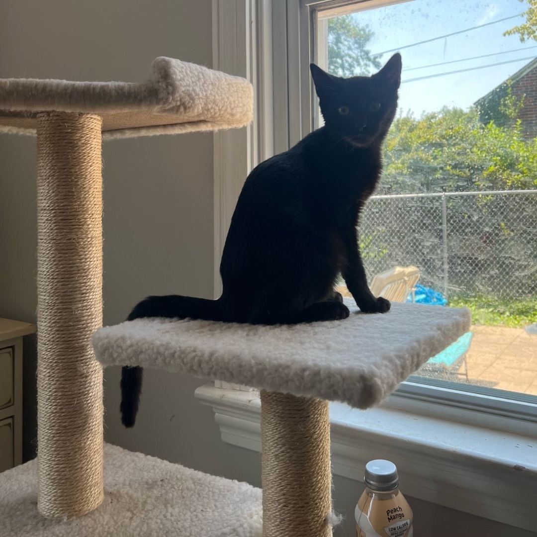 Gene and Lou bonded pair kittens 