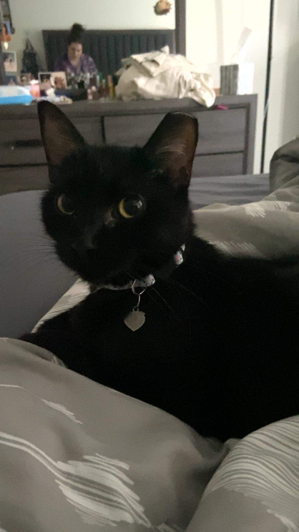 Parsnip, a Adoptable Domestic Short Hair in New Baltimore, MI image 3/3