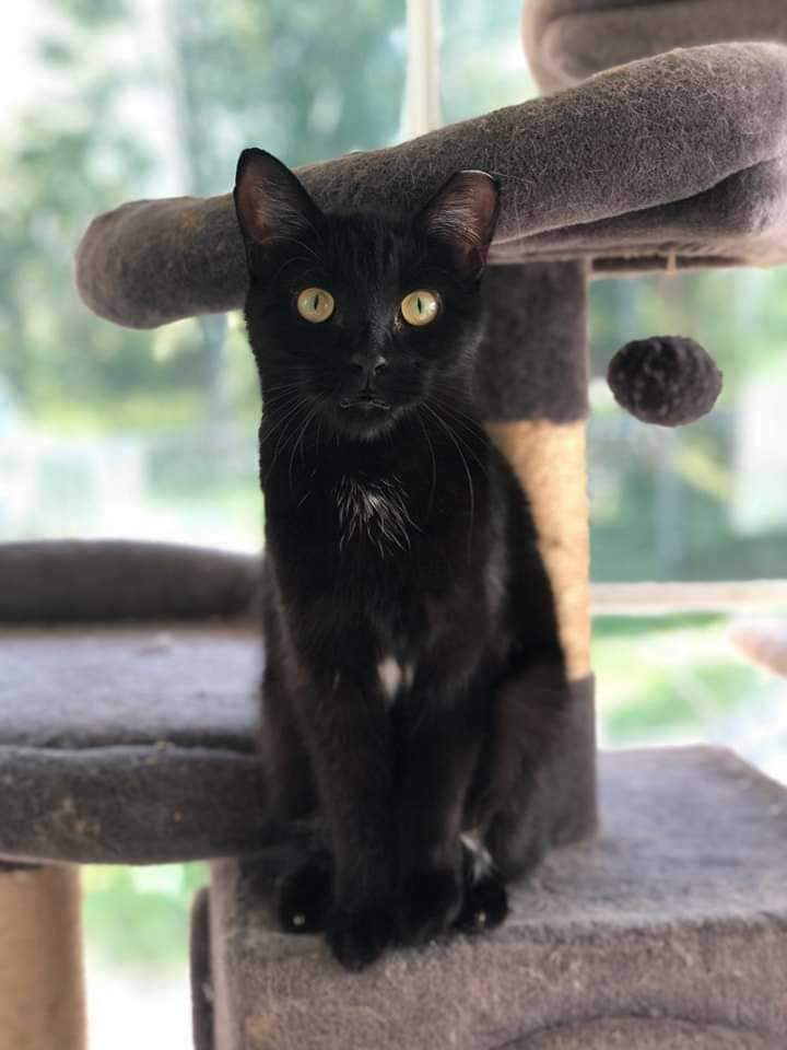 Parsnip, Adoptable, Young Female Domestic Short Hair.