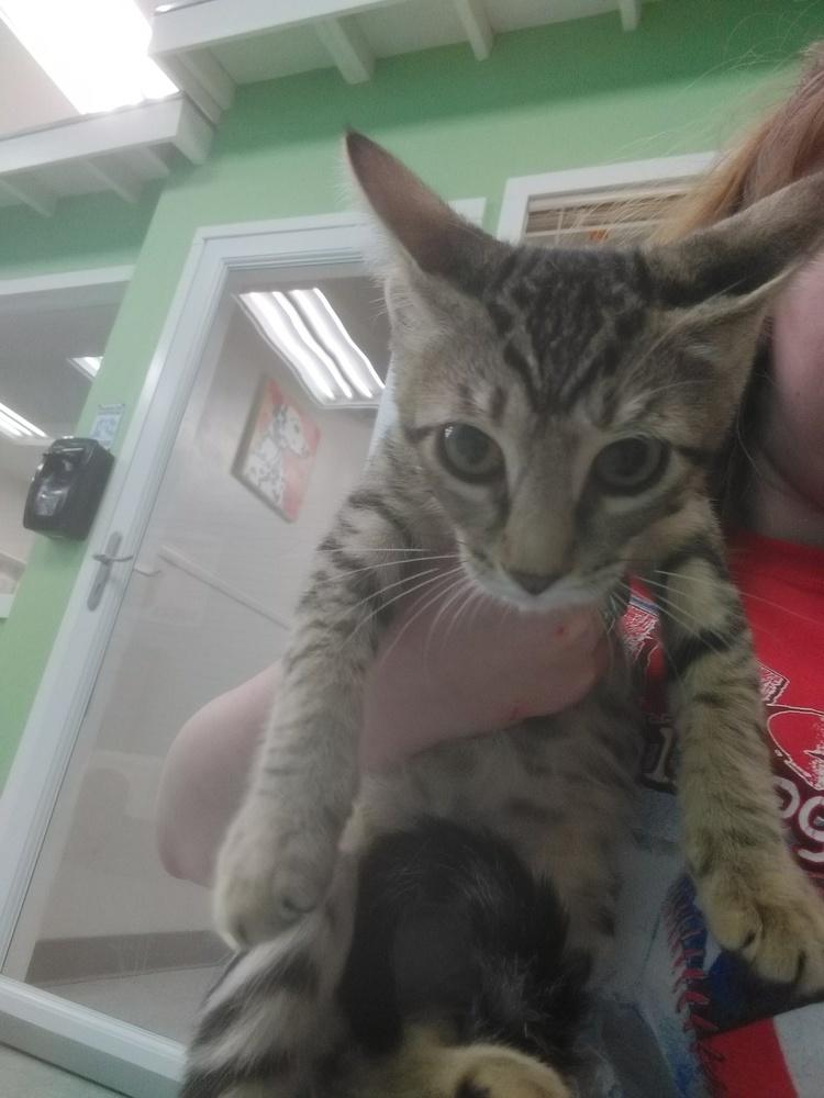 Enlarge Reginald, a Adopted Domestic Short Hair in San Angelo, TX image 1/1