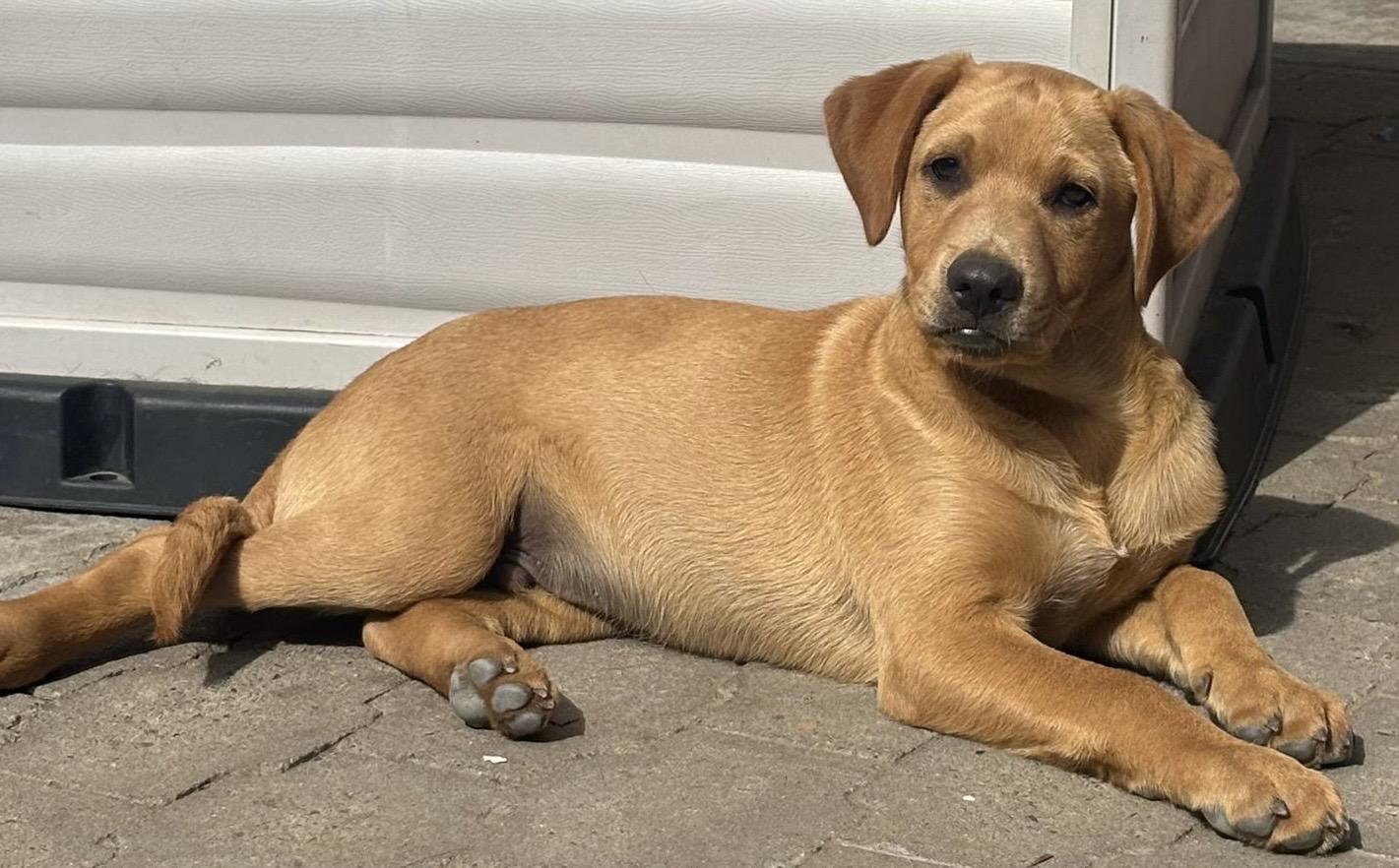 Romel , ADOPTABLE, Puppy Male Labrador Retriever.