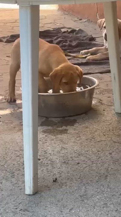 Enlarge Romel , a ADOPTABLE mixed breed in San Diego, CA video 3/5
