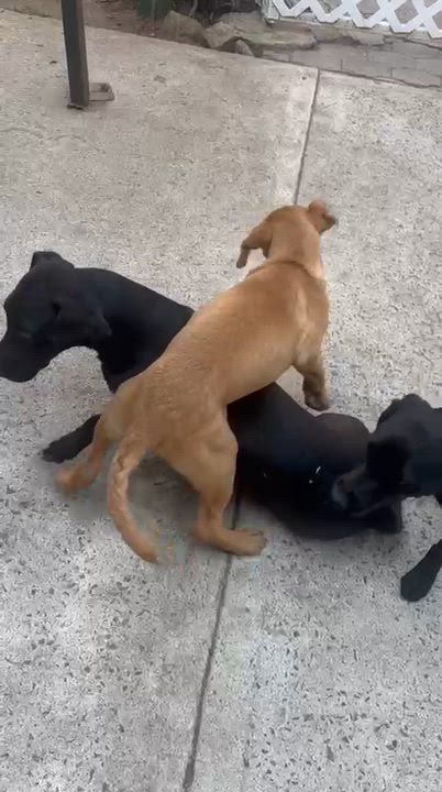 Enlarge Romel , a ADOPTABLE mixed breed in San Diego, CA video 5/5