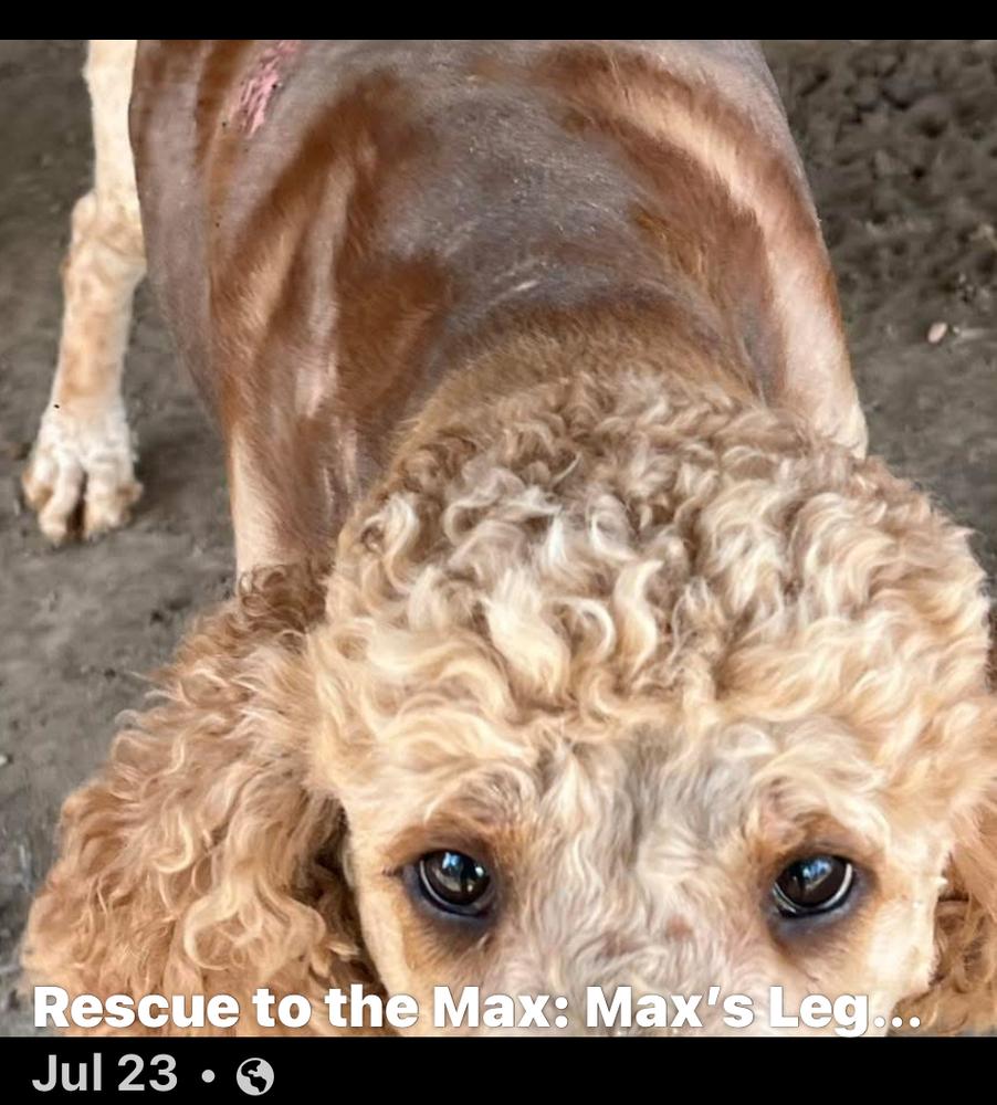 Marigold, Adoptable, Adult Female Poodle & Golden Retriever.
