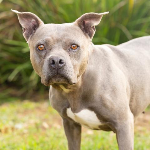 PEBBLE, Adoptable, Young Female Pit Bull Terrier.