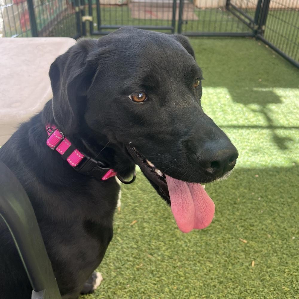 Enlarge Gracie, a Adoptable mixed breed in Hurricane, UT image 3/4