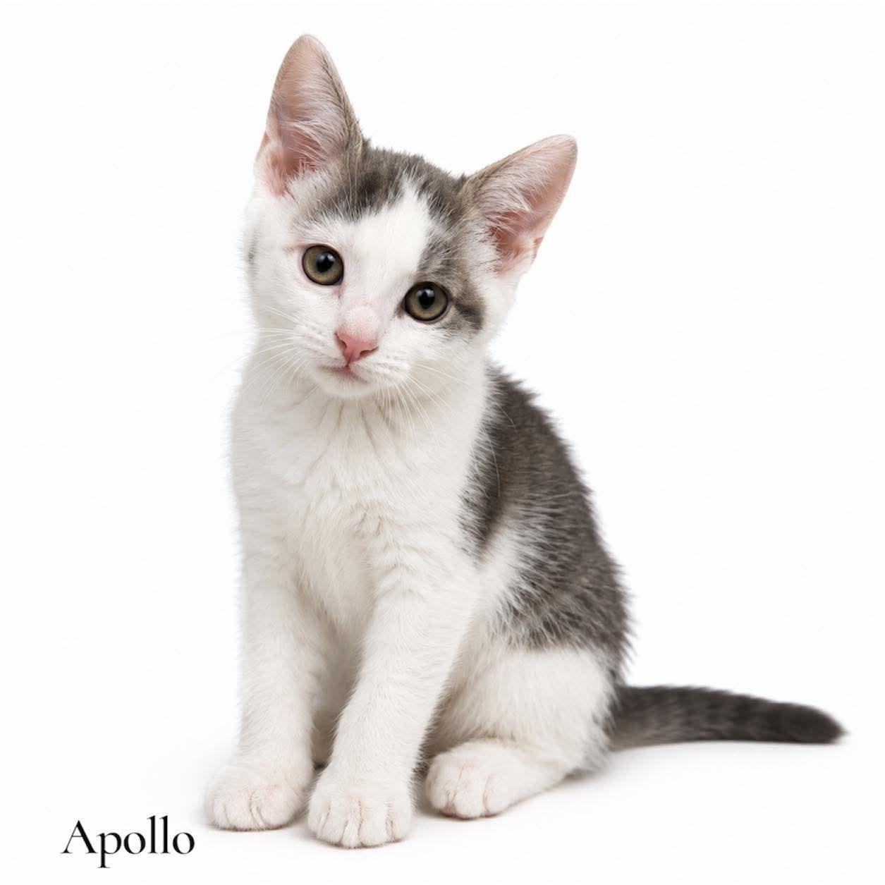 Enlarge Apollo, a Adoptable Domestic Short Hair in Stevensville, MI image 1/1