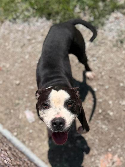 Enlarge Kody, a Adoptable Mixed Breed in Leitchfield, KY image 1/1