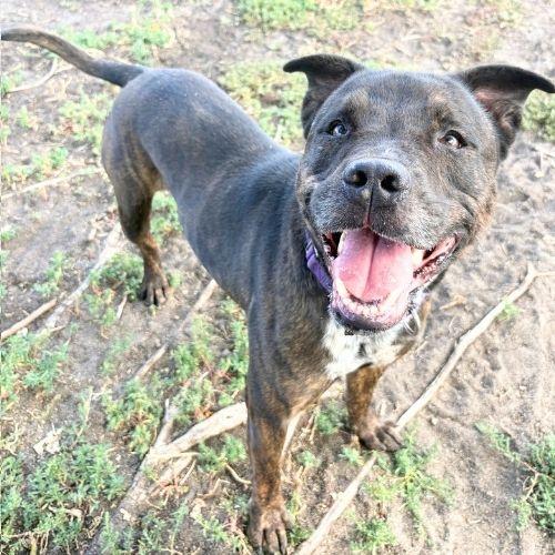 BURT, Adoptable, Adult Male Pit Bull Terrier & Mixed Breed.