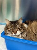 Willy, a ADOPTABLE Domestic Long Hair in Whitby, ON image 2/2