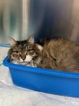 Willy, ADOPTABLE, Senior Male Domestic Long Hair.