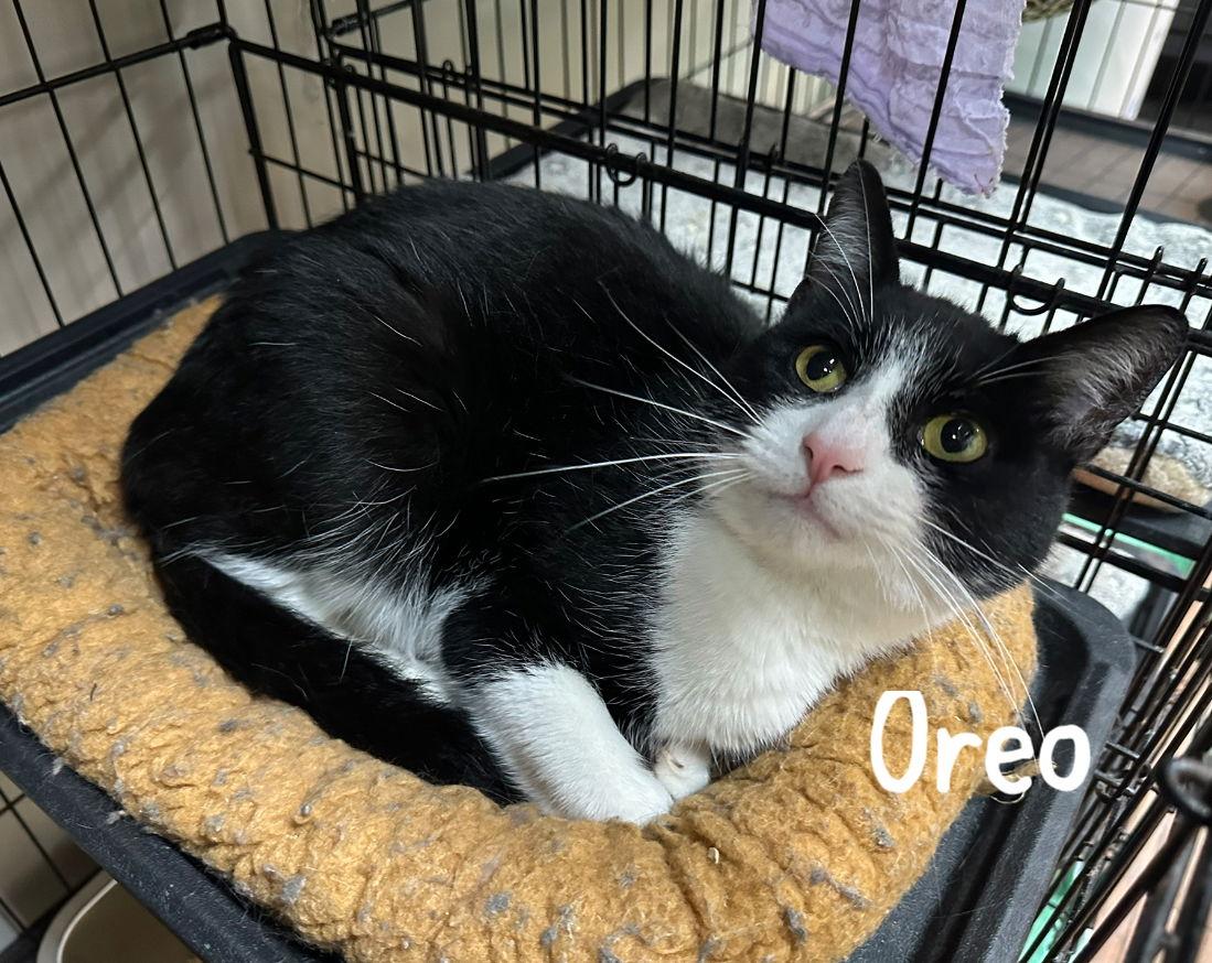 Enlarge Oreo, a Adopted Domestic Short Hair in Lake Saint Louis, MO image 1/1