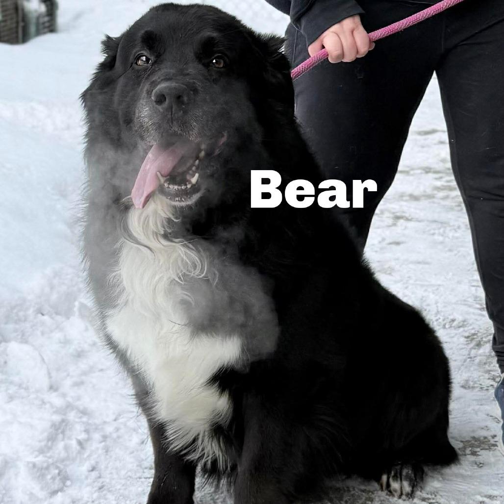 Bear 260054 — thumbnail 2