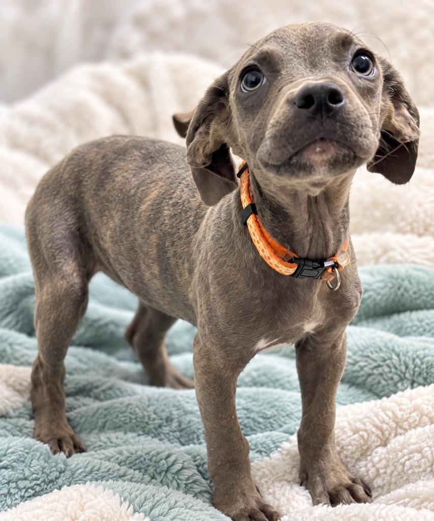PotPie, Adoptable, Puppy Female Cane Corso & Pit Bull Terrier.