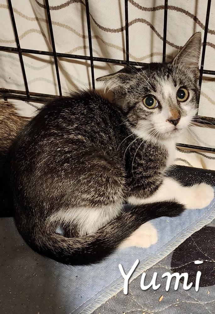 Yumi, Adopted, Kitten Female Domestic Short Hair.