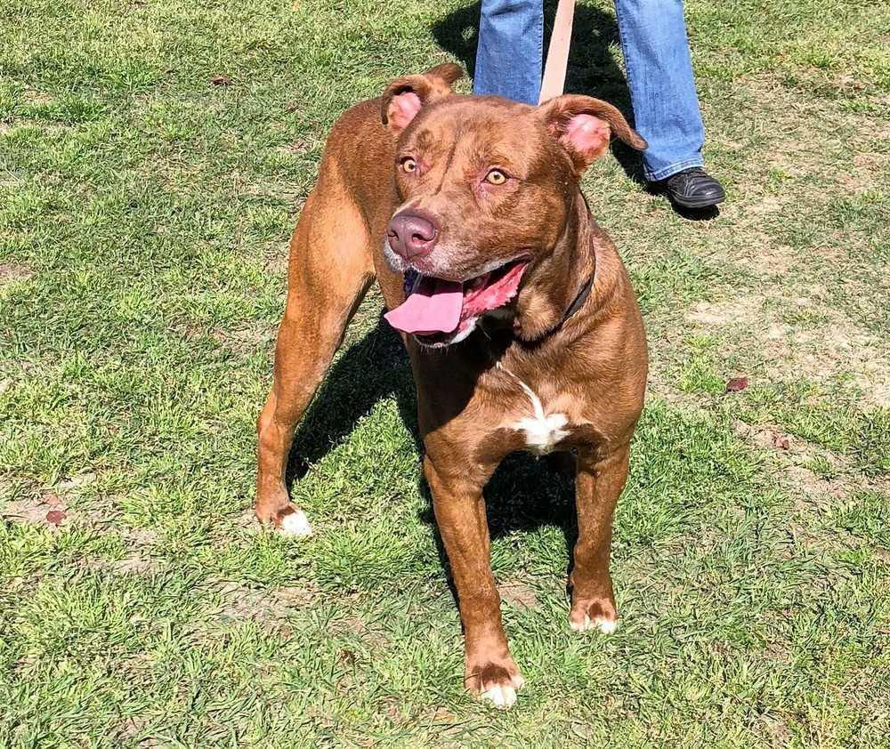 Lance, Adoptable, Adult Male Labrador Retriever & Boxer.