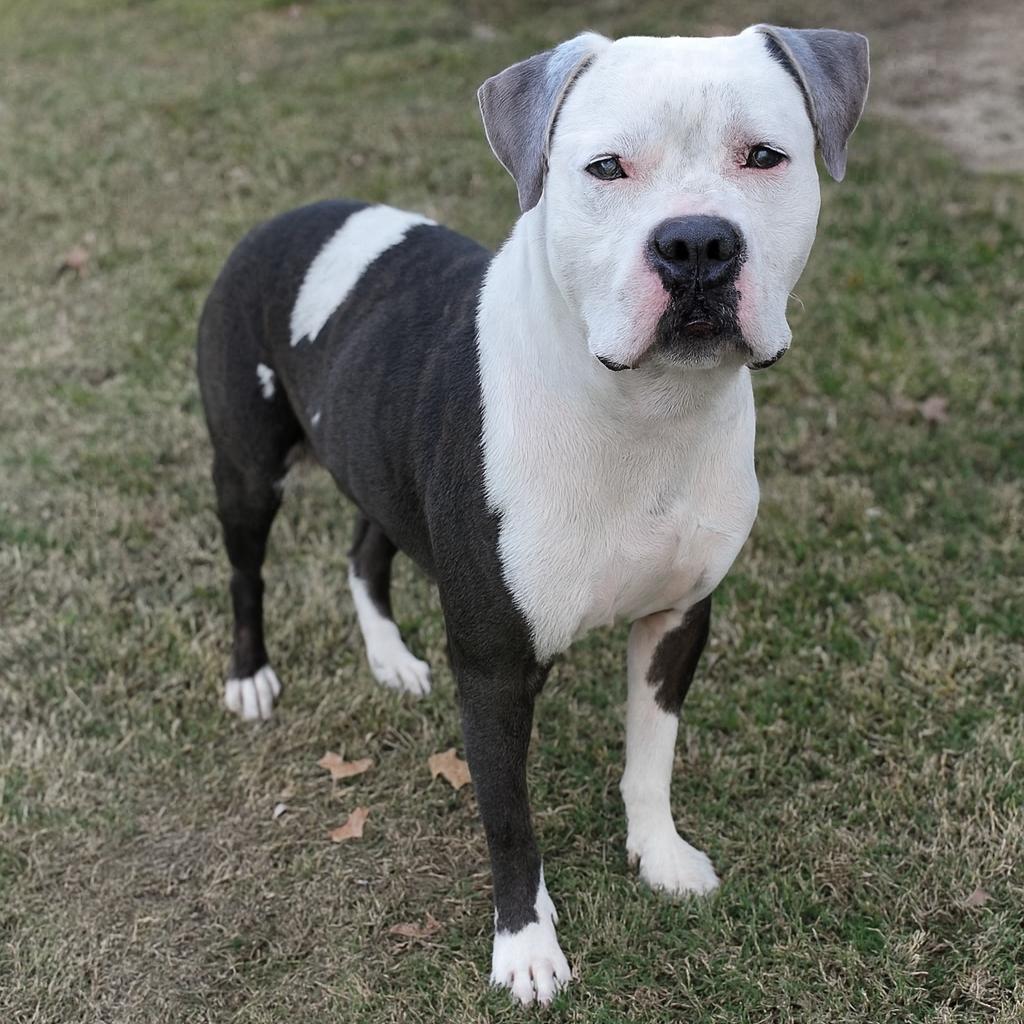 Enlarge Duke D46030, a Adoptable Pit Bull Terrier in Corsicana, TX image 1/1