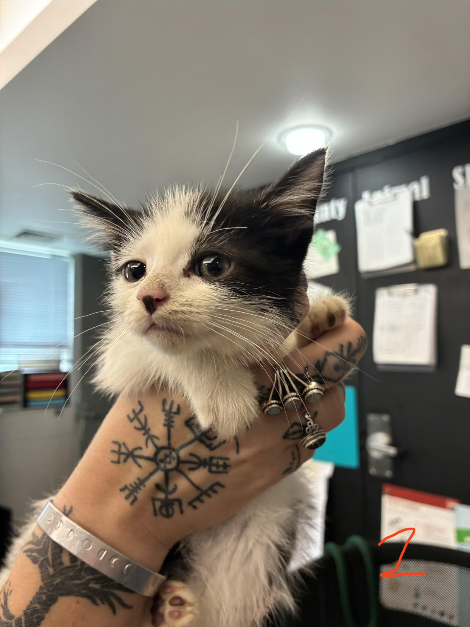 Kevin, ADOPTABLE, Kitten Male Domestic Short Hair.