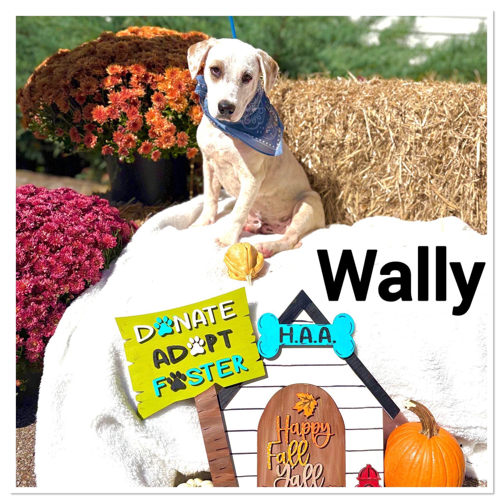 Wally #25214, Adopted, Young Male Basset Hound & Labrador Retriever.