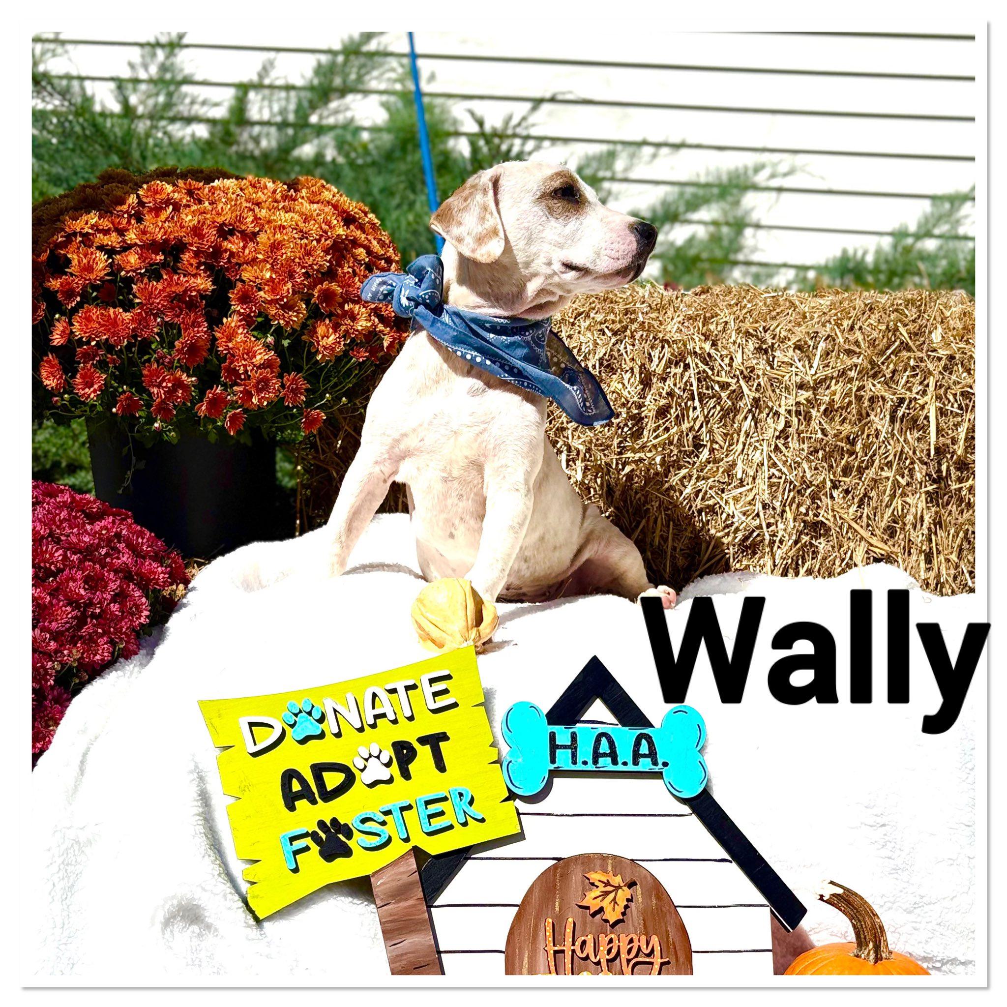Wally #25214, a Adopted mixed breed in Bolivar, TN image 2/2