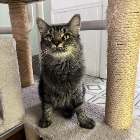 Sofia, Adoptable, Adult Female Tabby.