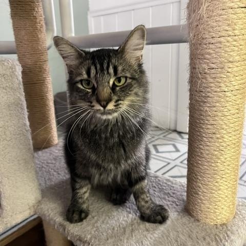 Enlarge Sofia, a Adoptable Tabby in Carson City, NV image 3/3