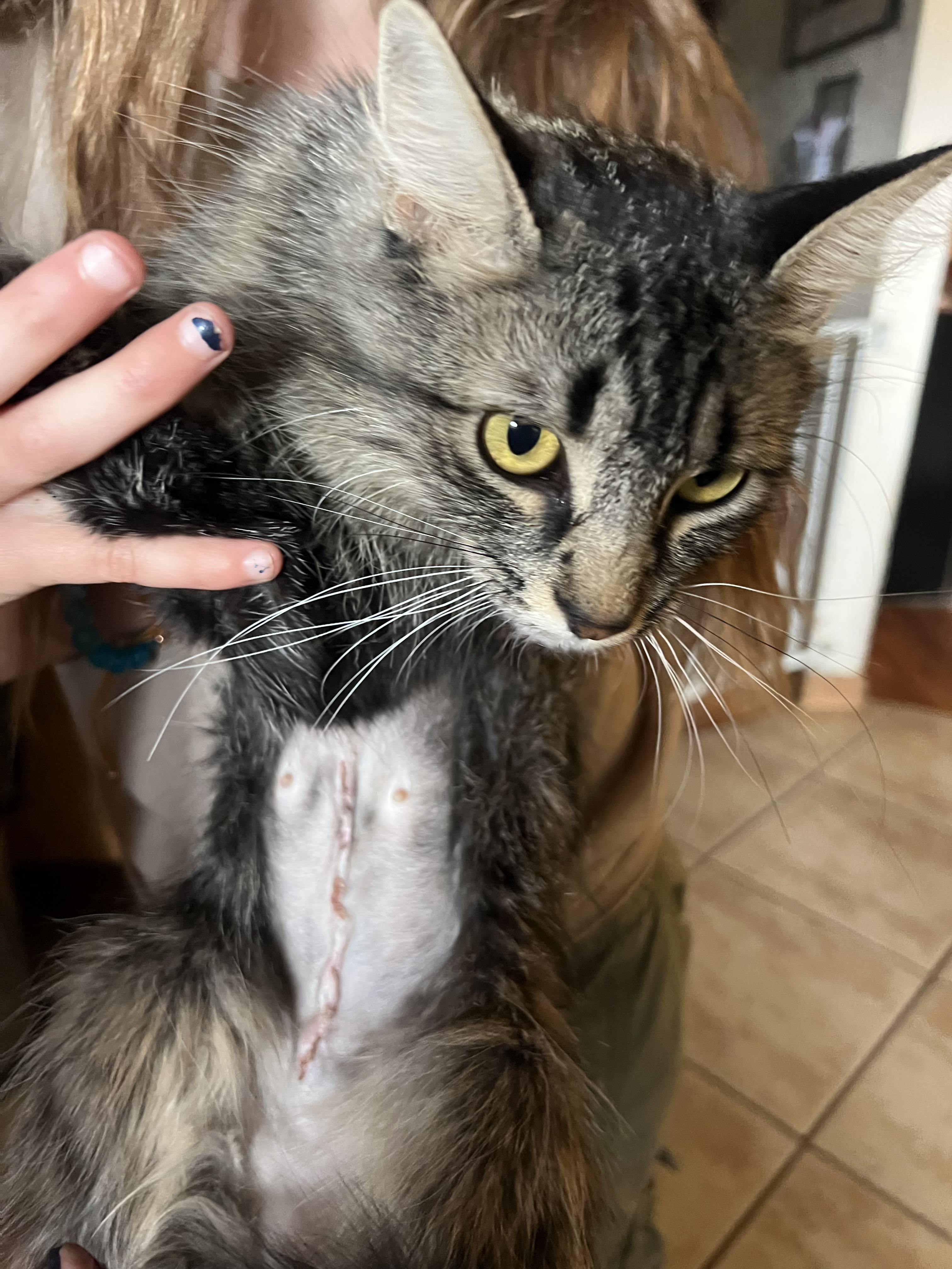 Enlarge Sofia, a Adoptable Tabby in Carson City, NV image 2/3