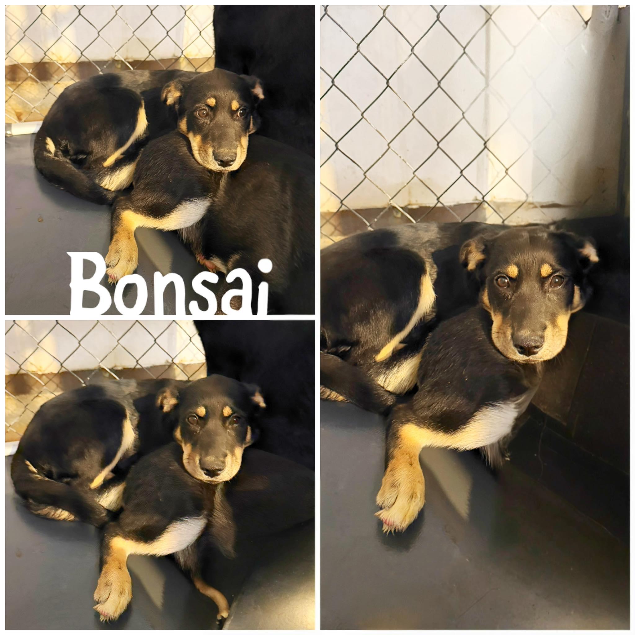 Enlarge Bonsai, a ADOPTABLE mixed breed in Saint James, MO image 1/1