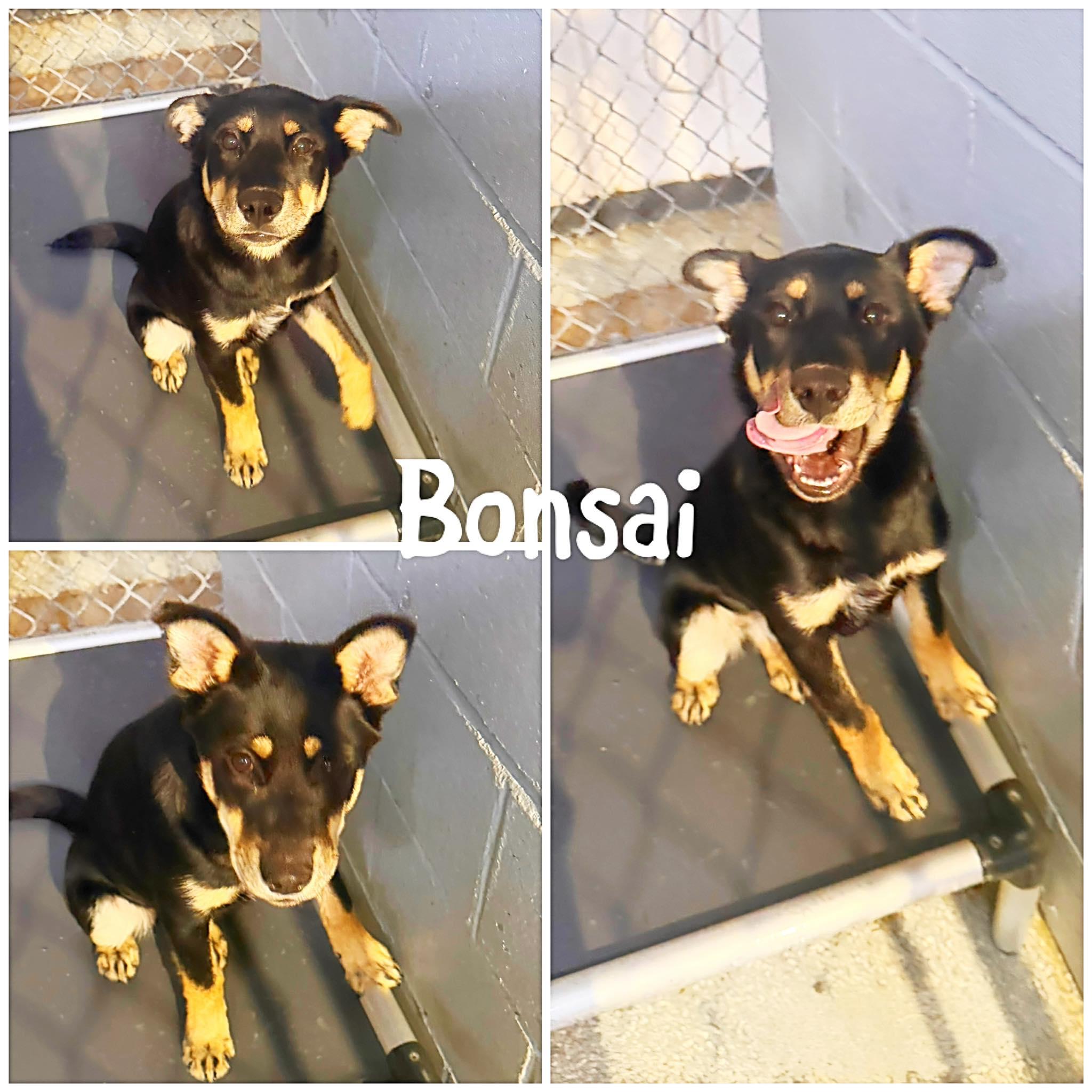 Bonsai, ADOPTABLE, Young Female Siberian Husky & Chihuahua.