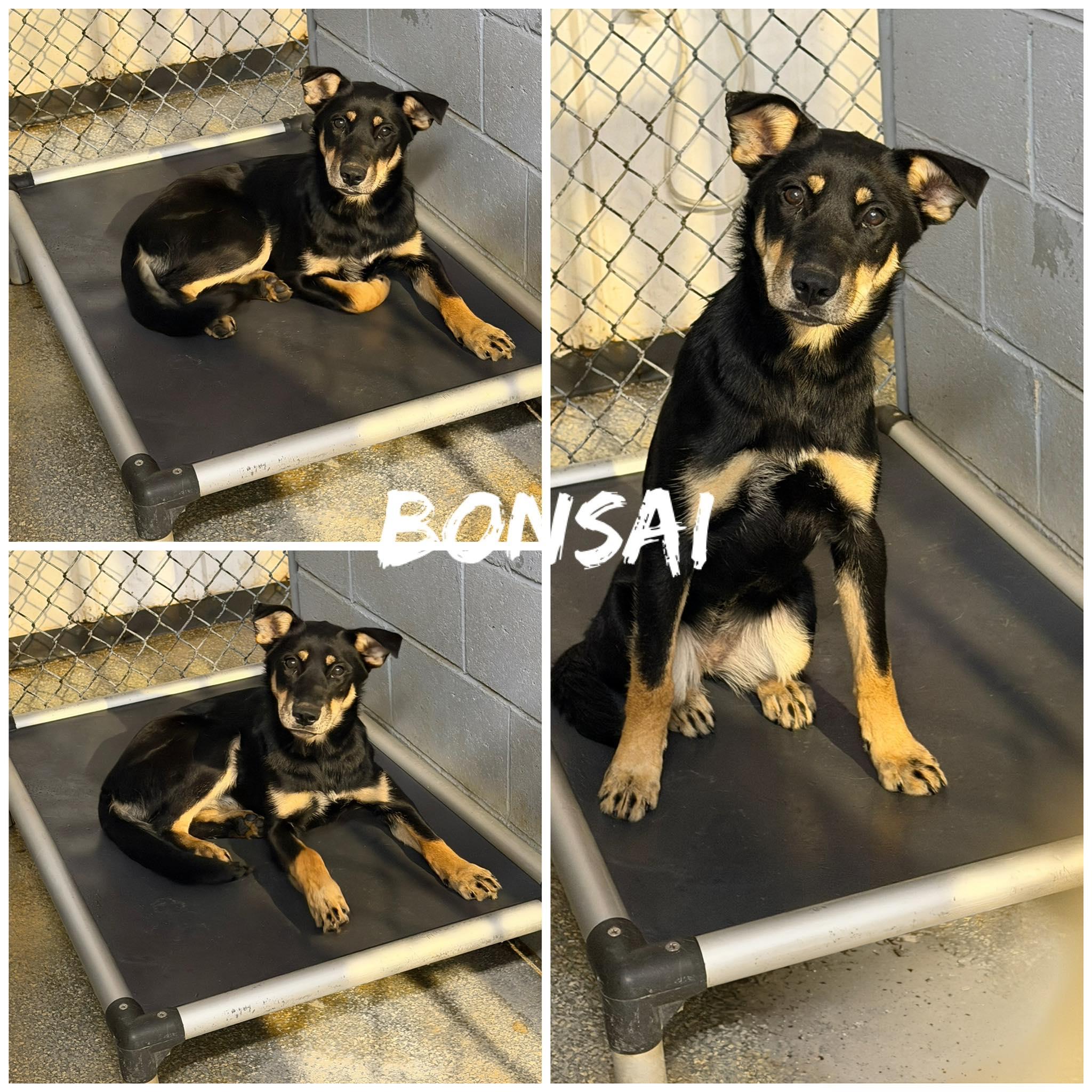 Enlarge Bonsai, an adopted mixed breed in Saint James, MO image 1/3