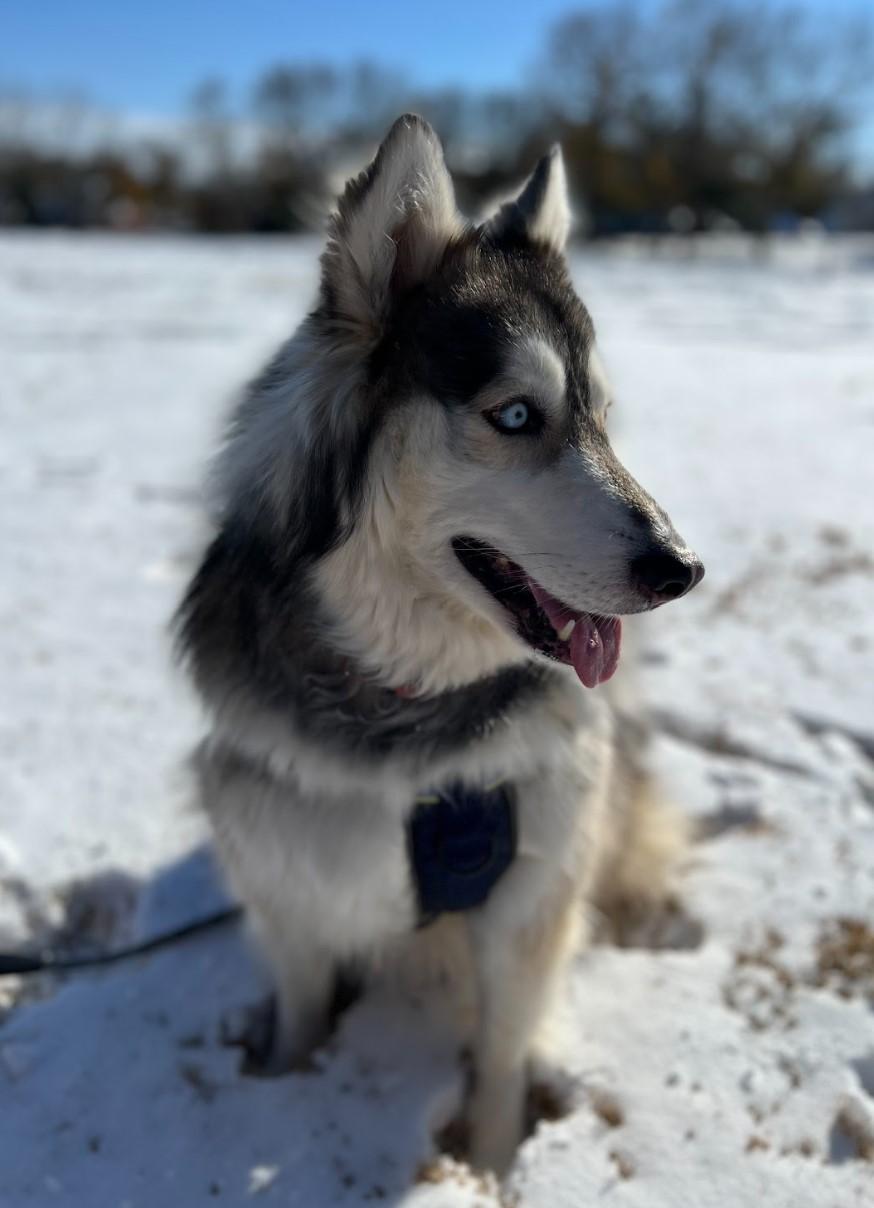 Enlarge Sasha, an adoptable mixed breed in West Harrison, NY image 6/6
