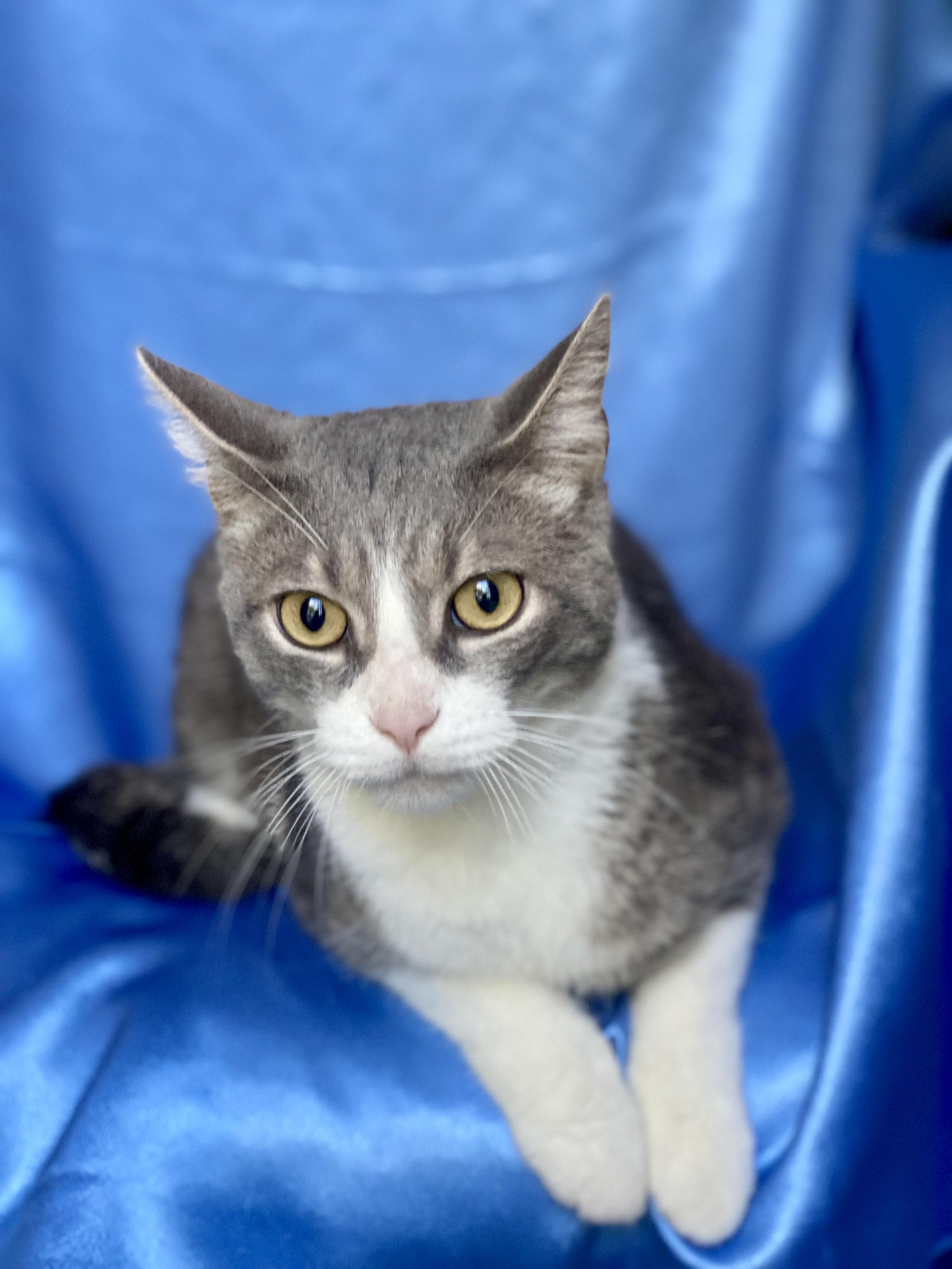 Enlarge MISO, a ADOPTABLE Domestic Short Hair in Rowland Heights, CA image 2/3